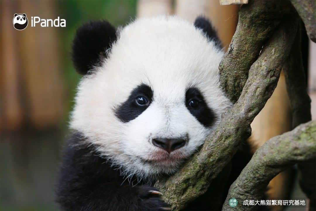 iPandaさんのインスタグラム写真 - (iPandaInstagram)「Look over here! You can free yourself from all the negative energies by looking into my attractive eyes. 🐼 😆 🐼 #panda #ipanda #animal #pet #adorable #China #travel #pandababy #cute #photooftheday #Sichuan #cutepanda #animalphotography #cuteness #cutenessoverload」2月15日 17時30分 - ipandachannel