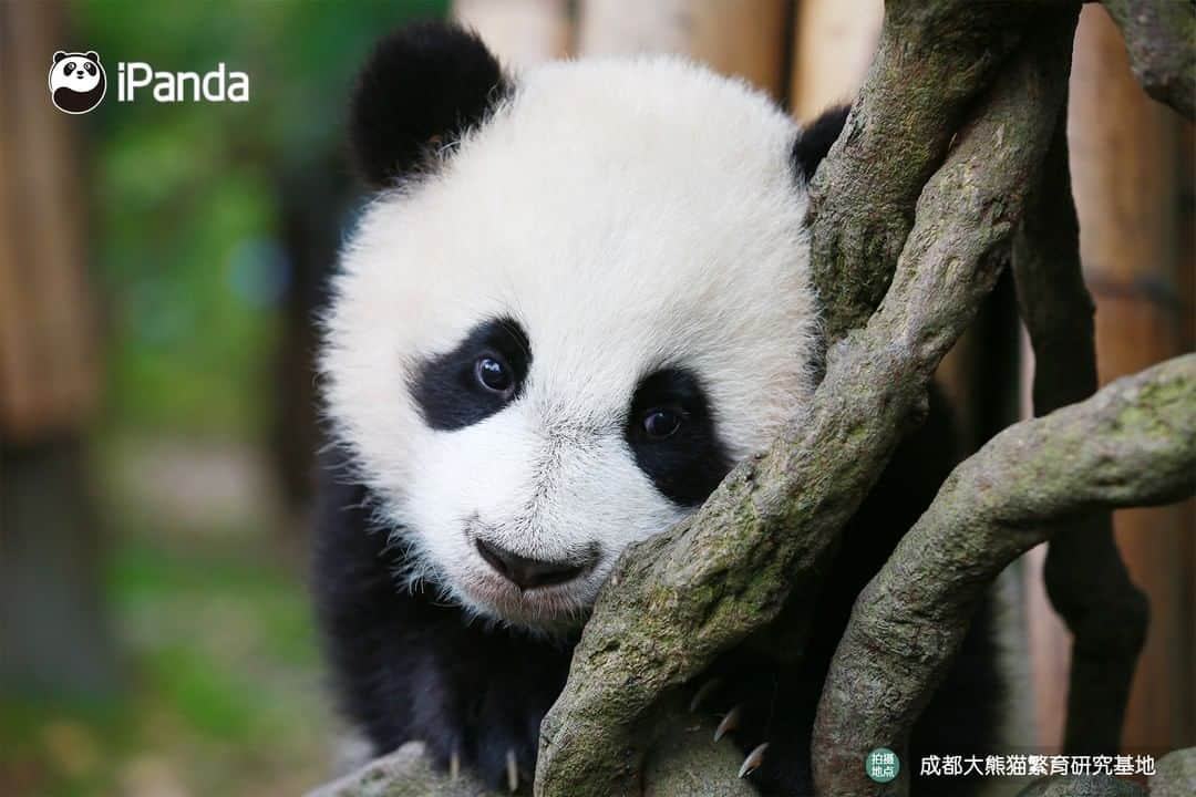 iPandaさんのインスタグラム写真 - (iPandaInstagram)「Look over here! You can free yourself from all the negative energies by looking into my attractive eyes. 🐼 😆 🐼 #panda #ipanda #animal #pet #adorable #China #travel #pandababy #cute #photooftheday #Sichuan #cutepanda #animalphotography #cuteness #cutenessoverload」2月15日 17時30分 - ipandachannel