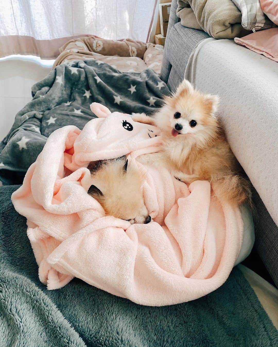 r_oseのインスタグラム：「My Valentine 🐰❤️🐰〰️」