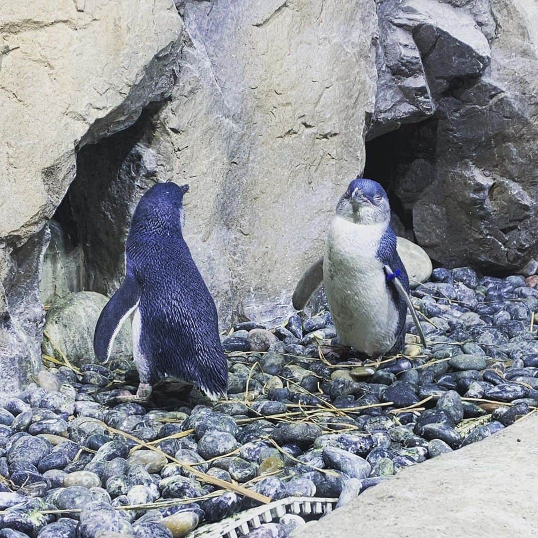 Kannaのインスタグラム：「. . ペンギンの可愛さ最強。 . . #赤ちゃんペンギン の #可愛さ #反則級 #ちびっこかった #ペンギンの大きいのはボス #ほかも大きいのはだいたいボス #なんでも #ボスと名付けたがる #仙台うみの杜水族館 #エモいaquarium」