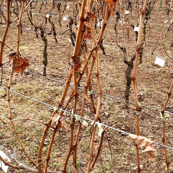 佐藤智美のインスタグラム：「ワイン用の葡萄の樹の剪定作業に行ってきました🍷✨ コレは剪定前の状態です😄  #Vertical shoot positioning #replacement cane pruning #japan  #yamanashi #wine  #vine」