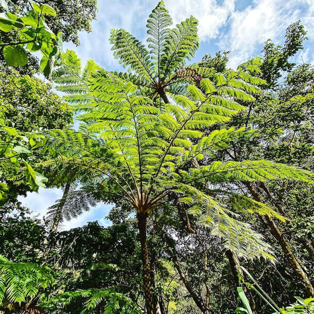 LIKIYAさんのインスタグラム写真 - (LIKIYAInstagram)「﻿ Feel the nature🌿🌱🌴﻿ ﻿ ﻿  #nature﻿ #botanical ﻿」2月15日 18時57分 - likiya16rmpg