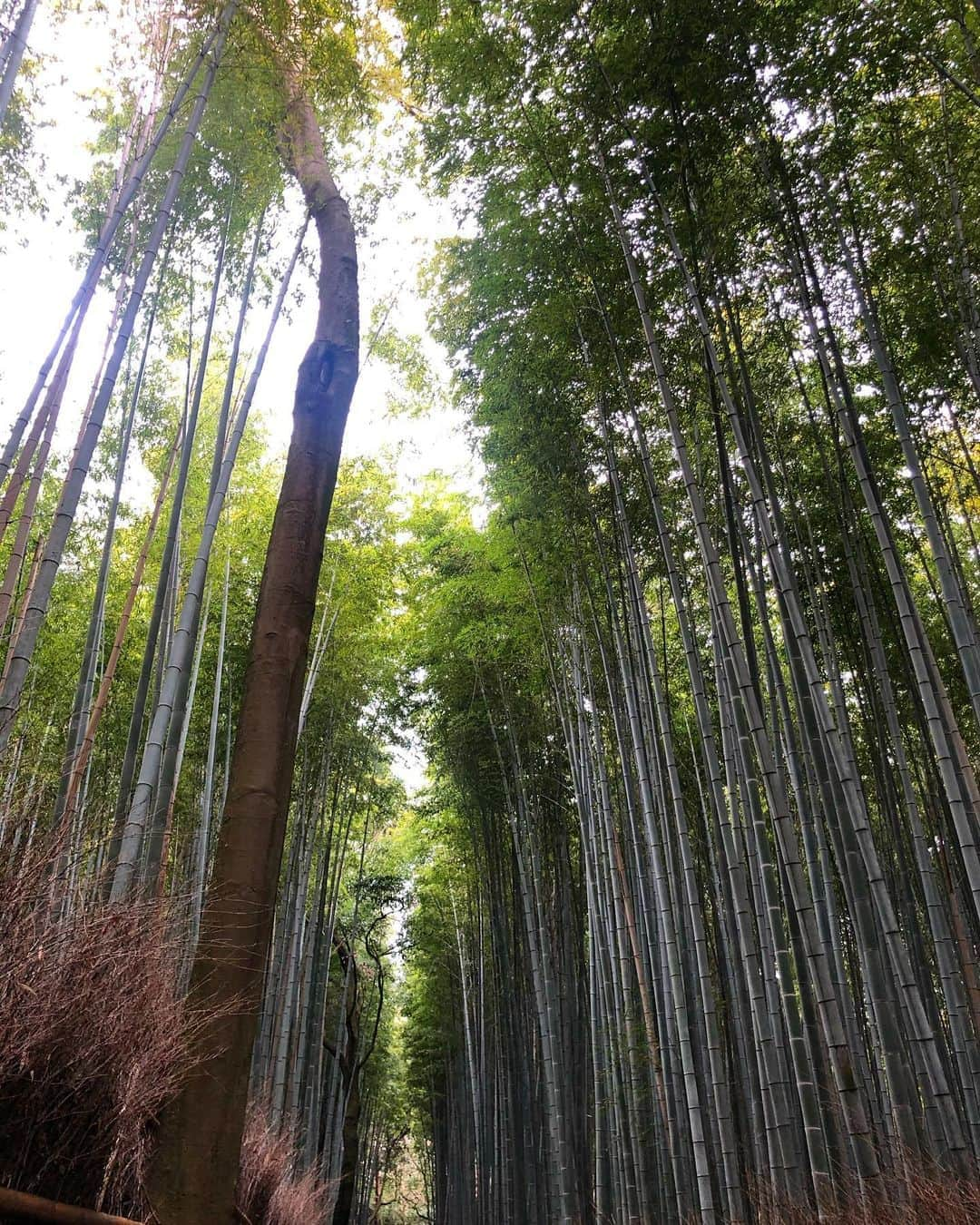 九条ねぎ あぴるさんのインスタグラム写真 - (九条ねぎ あぴるInstagram)「#kyoto #arashiyama #bambooforest  #🎋　#japantravel #japantrip #photography」2月15日 19時29分 - negi_kujyo