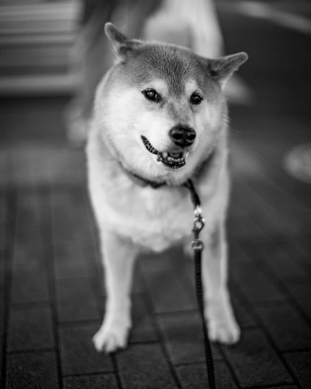 まる（まるたろう）さんのインスタグラム写真 - (まる（まるたろう）Instagram)「Which do you like, color or B&W?✨🐶✨カラフルとモノクロどっちがお好き？ #モノクロは男の子っぽいよね #まるは男だからモノクロかな #男塾にも入りたいし」2月15日 19時31分 - marutaro