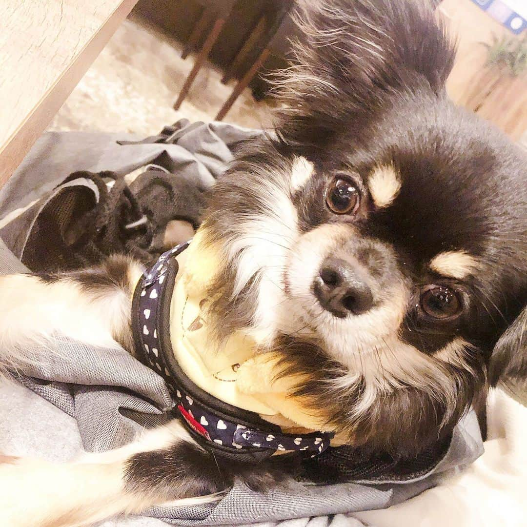 古畑星夏さんのインスタグラム写真 - (古畑星夏Instagram)「⠀ るいるいとお台場にて犬会🐶♡ ⠀ 相変わらず2匹とも似てる笑 ⠀ 楽しかったね☺️ ⠀ #お台場#ヴィーナスフォート#犬会」2月15日 20時03分 - starandsummer