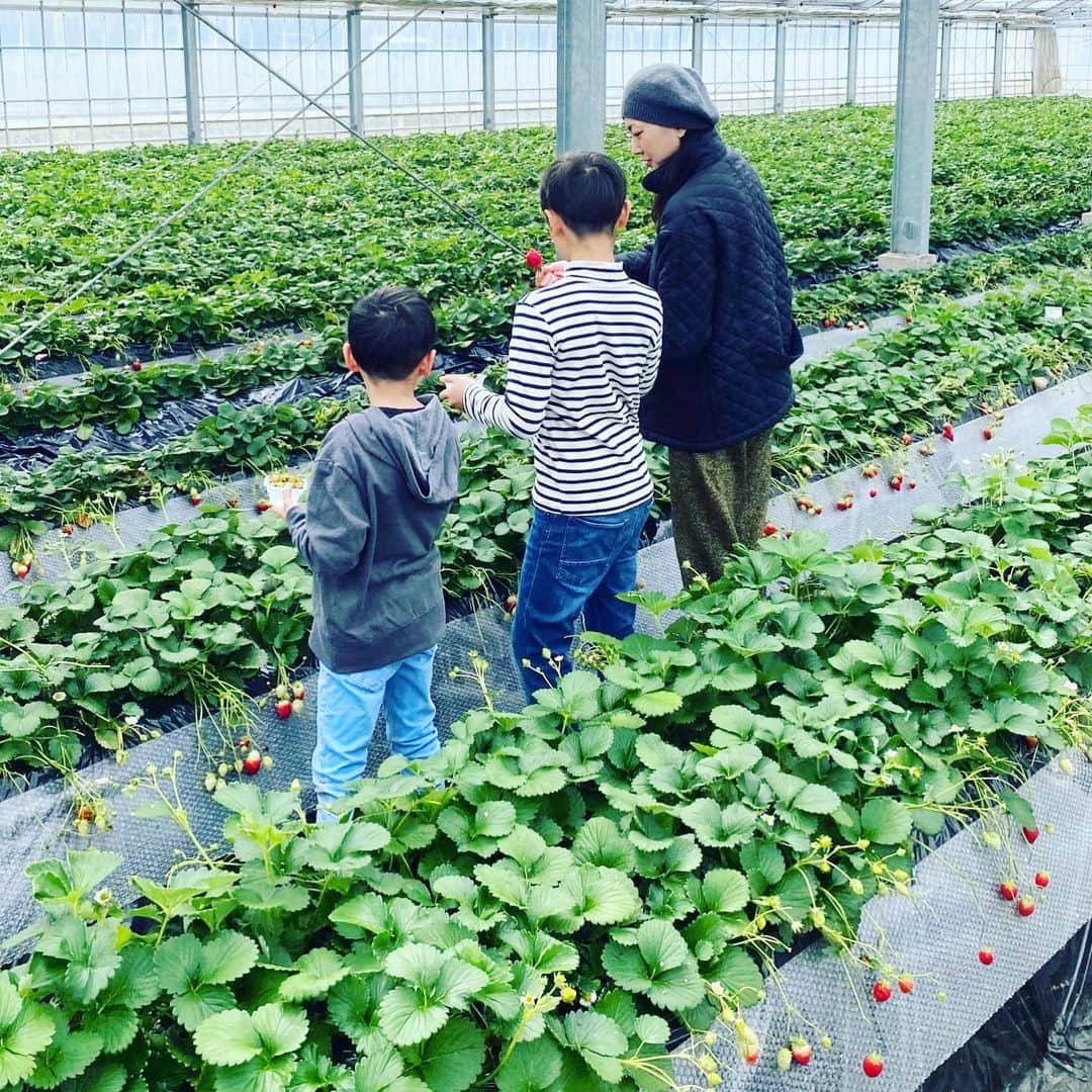 板谷由夏 さんのインスタグラム写真 - (板谷由夏 Instagram)「朝イチ　いちご狩り にしても息子たちがでかい いちご食べ放題も、農園さんに申し訳ない感ありありの 大食いな我が家族です」2月15日 20時12分 - yukaitaya