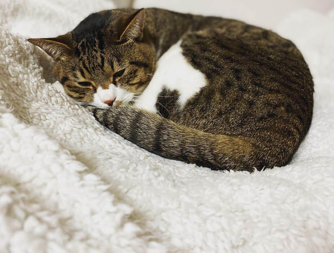 野本かりあのインスタグラム：「とろねこチャレンジ、今後やってみようと思う。 #とろねこチャレンジ　とハッシュタグをつけて、眠る猫の写真や動画を Twitter、またはInstagramに投稿すると1投稿に応じて10円が、保護猫の飼い主募集活動に寄付されるそう🐱 私はルカと出会う前、猫を招き入れようと思った時、猫友に色々相談した後、たまたま里親募集をあるところで知り、譲って頂きました。 ひとつ、ひとつの命が大事にされますように。  4/30までです✨  https://www.kao.co.jp/humming/linne/toroneko/  #とろねこチャレンジ  #lukarly #catstagram #にゃんすたぐらむ」