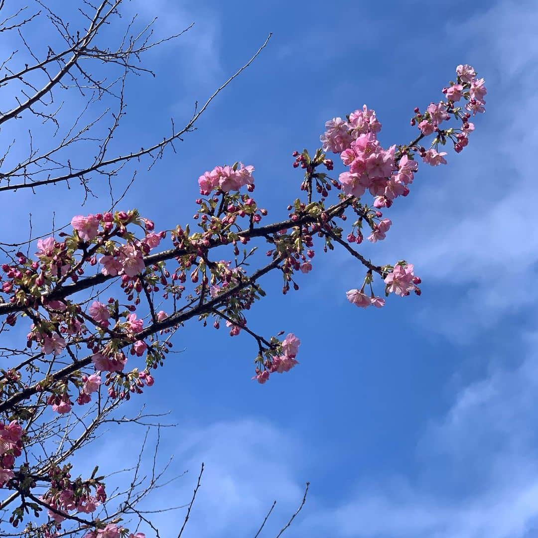 彩月つくしさんのインスタグラム写真 - (彩月つくしInstagram)「🌸 先日はとある撮影でした。 早く皆様にお伝えしたいなぁ✨ #新年　#新たな挑戦　#春が来た」2月15日 20時17分 - iii_tsukushi_iii