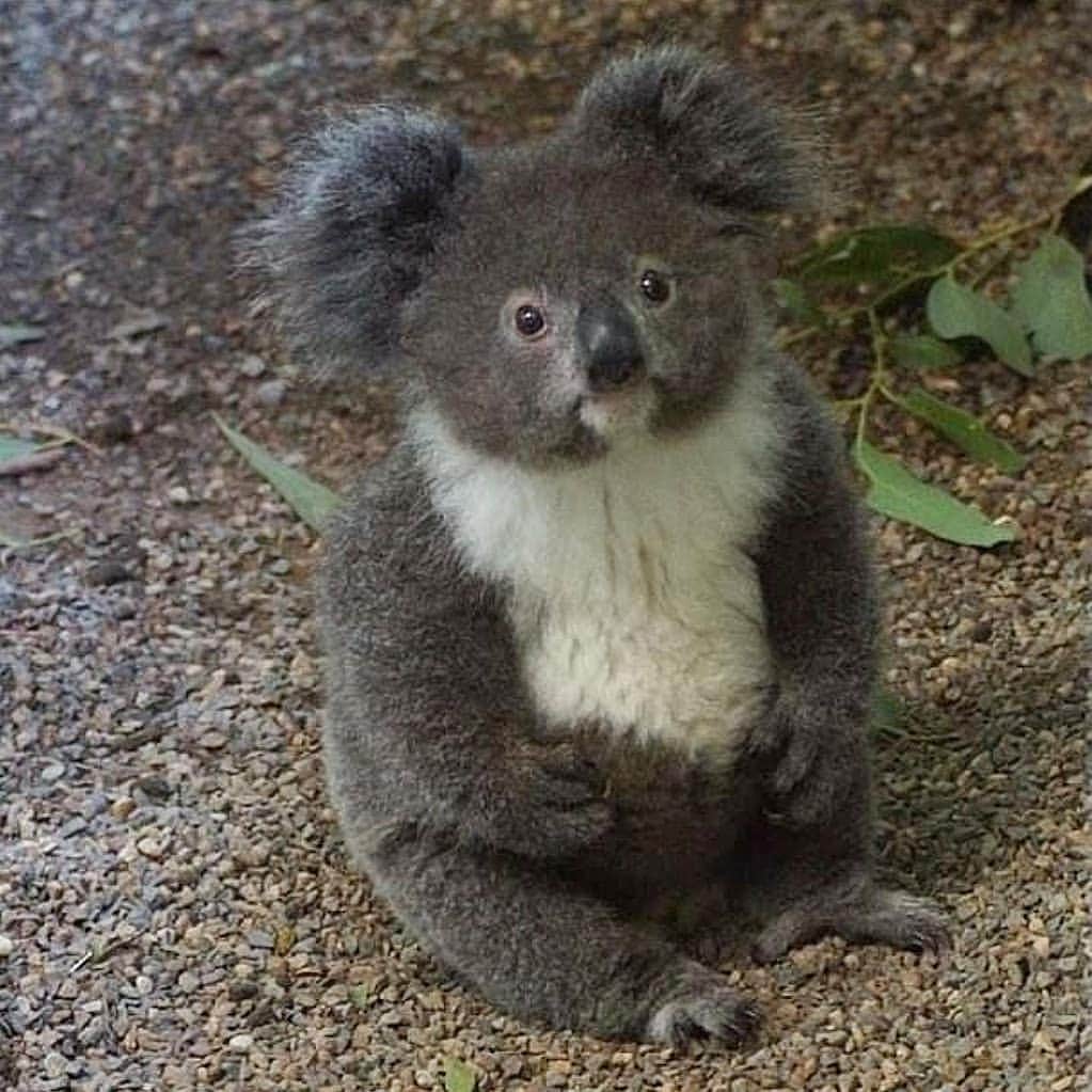 のインスタグラム：「So much love for you, dearie!! ❤️ 🐨  #koala #koalasofinstagram #koalas #animal #animals #love #saveourkoalas」