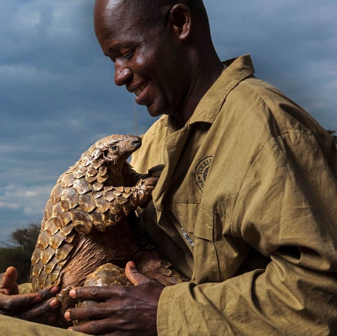 のインスタグラム：「Photo by @brentstirton | Today is World Pangolin Day. Here’s one of these unique and fascinating animals in the loving arms of a caregiver from the #tikkihywoodtrust in Zimbabwe. Tragically, this rescued animal represents the world’s most trafficked mammal, with over a million pangolins disappearing into the Asian trade over the last ten years. Pangolin scale seizures have been huge in recent years, with a pattern that seems to suggest it is superseding ivory as a business for traffickers. Recent findings by Chinese researchers have established that pangolins carry viruses that are closely related to 2019-nCoV, the current coronavirus. Two researchers at South China Agricultural University in Guangzhou suggest the pangolin is a potential source of 2019-nCoV, based on a genetic comparison of coronaviruses taken from the animals and from humans infected in the outbreak. The sequences are 99% similar. China is already addressing the illegal pangolin trade; as of January, the country’s national insurance program no longer covers medicines containing pangolin products. Now with the evidence that pangolins could be a vector for the current outbreak, China is seriously reconsidering its wildlife consumption. Given the ongoing cost of this outbreak, this may be one of the few silver linings. #pangolins #virus #WorldPangolinDay #conservation #endangeredspecies」