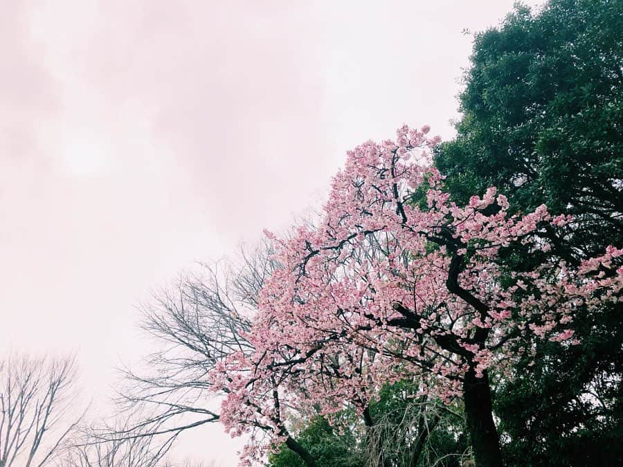 南波志帆さんのインスタグラム写真 - (南波志帆Instagram)「休日の風景」2月15日 20時43分 - nanbashiho