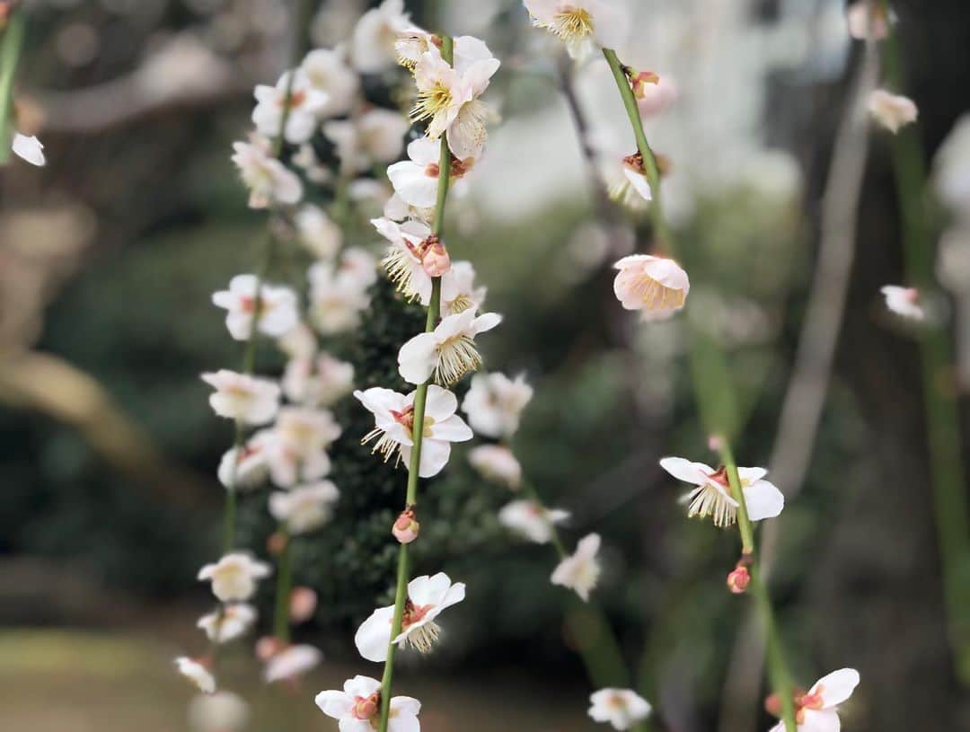 與猶茉穂さんのインスタグラム写真 - (與猶茉穂Instagram)「今週のウィークエンドウェザーでは、東京都大田区にある池上梅園に行ってきました。 様々な種類の梅の花がきれいに咲いていて、いい香りに包まれていました。 来月、1日までは夜も梅の花が楽しめるようにライトアップが行われています！ゆったりと春を感じたいという方はぜひ足を運んでみてください♪  #池上梅園 #梅 #tbs #ウィークエンドウェザー」2月15日 20時52分 - maho_yonao
