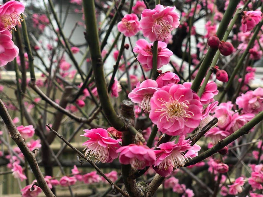 與猶茉穂さんのインスタグラム写真 - (與猶茉穂Instagram)「今週のウィークエンドウェザーでは、東京都大田区にある池上梅園に行ってきました。 様々な種類の梅の花がきれいに咲いていて、いい香りに包まれていました。 来月、1日までは夜も梅の花が楽しめるようにライトアップが行われています！ゆったりと春を感じたいという方はぜひ足を運んでみてください♪  #池上梅園 #梅 #tbs #ウィークエンドウェザー」2月15日 20時52分 - maho_yonao