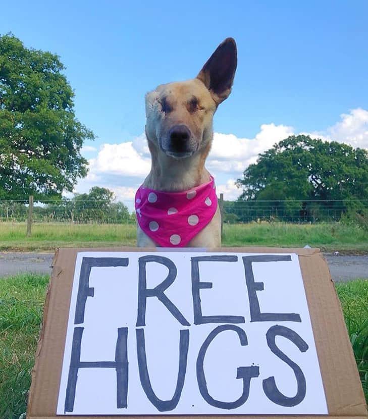 animals.coのインスタグラム：「"Who's first for their free hug?" 🐶❤️ | Photography by @maggiethewunderdog」