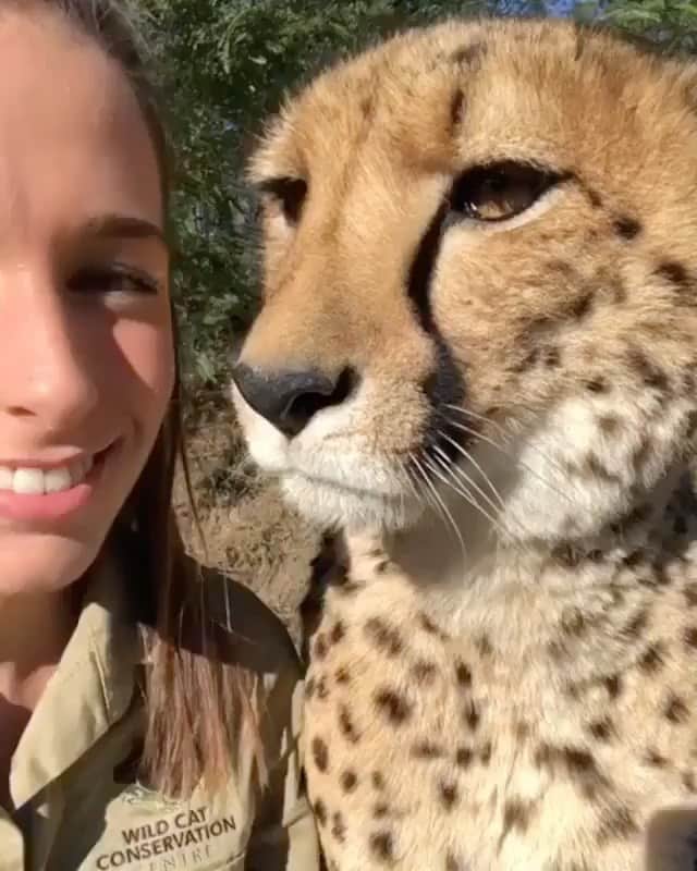 WildLifeのインスタグラム：「The sweetest Video by @wildcatcentre」