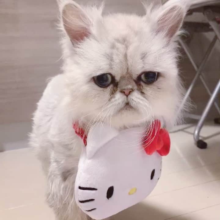 のインスタグラム：「せんべぇ2枚 #猫」