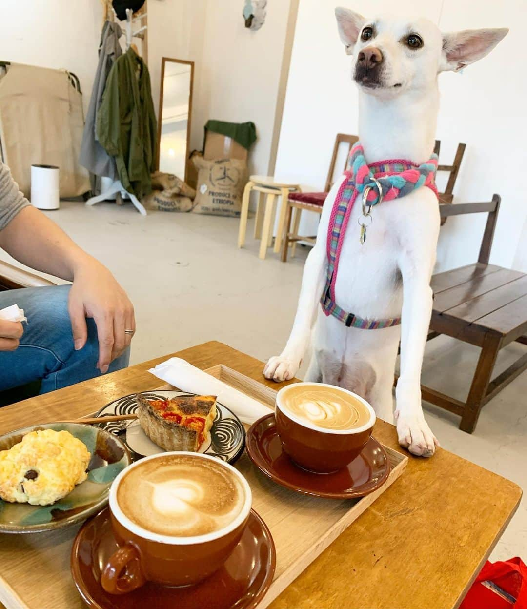 柴犬ハル&保護犬すずのインスタグラム