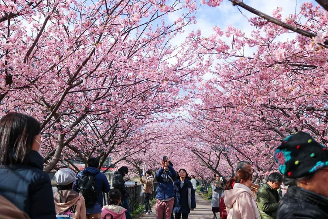 稲取銀水荘さんのインスタグラム写真 - (稲取銀水荘Instagram)「早咲きの桜、今年はさらに早い春を連れてきてくれました。  花の見頃はしばらく続きそう。 次のお休みはどうぞ春の伊豆へ。 ❀.*･ﾟ✿゜:。*❀.*･ﾟ✿゜:。*❀.*･ﾟ✿゜:。*❀.*･ﾟ✿゜:。* ストーリーズやスタッフブログでは今年の #河津桜まつり 情報を随時お伝えしています。 ❀.*･ﾟ✿゜:。*❀.*･ﾟ✿゜:。*❀.*･ﾟ✿゜:。*❀.*･ﾟ✿゜:。* #河津桜満開 #河津桜2020 #河津桜 #早咲き桜 #伊豆 #東伊豆 #稲取銀水荘 #お花見 #sakura #cherryblossom #izu #japan  #japansakura #triptojapan #休日の過ごし方 #週末プチ旅行 #平日お出かけ #平日休みの過ごし方 #温泉へ行こう #温泉旅行 #温泉 #旅館 #お花見デート」2月15日 21時56分 - inatoriginsuisosta_izu