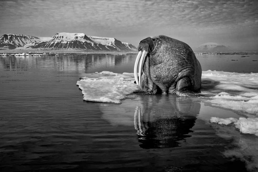 National Geographic Travelさんのインスタグラム写真 - (National Geographic TravelInstagram)「Photo by @PaulNicklen | The largest walrus I have ever seen rests on a bed of ice in Svalbard, Norway. His tusks had to be at least three feet long. He was immense in girth and stature, nearly as tall as he was wide. Standing in the presence of a mammal as powerful and large as this, you become aware of how small you are in comparison. Walrus have not been hunted in Svalbard for over 60 years, leaving these leviathans to exist in peace for decades. I hope that their peace is protected.  Follow me @PaulNicklen for more stories from the Arctic, and to learn why it is one of my favorite places in the world. #BornToIce #Gratitude #TurningTheTide #Arctic」2月15日 22時07分 - natgeotravel