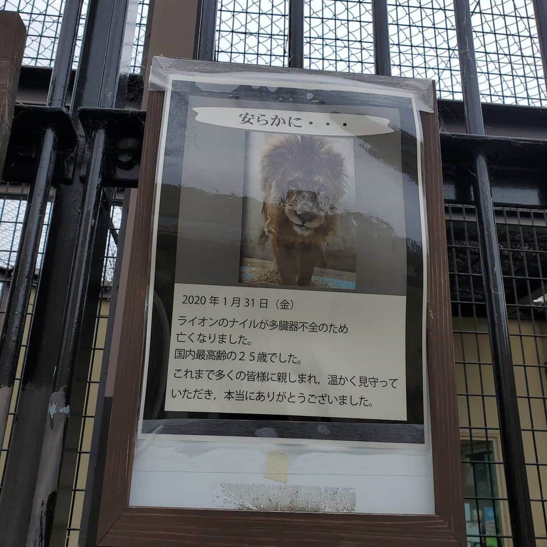 川原ちかよさんのインスタグラム写真 - (川原ちかよInstagram)「空き時間に、 京都市動物園に行ってきました。  ナイルがたくさんの人に 愛されていたことが よくよくわかりました。  #京都市動物園 #ナイル」2月15日 22時13分 - chikayo_baby