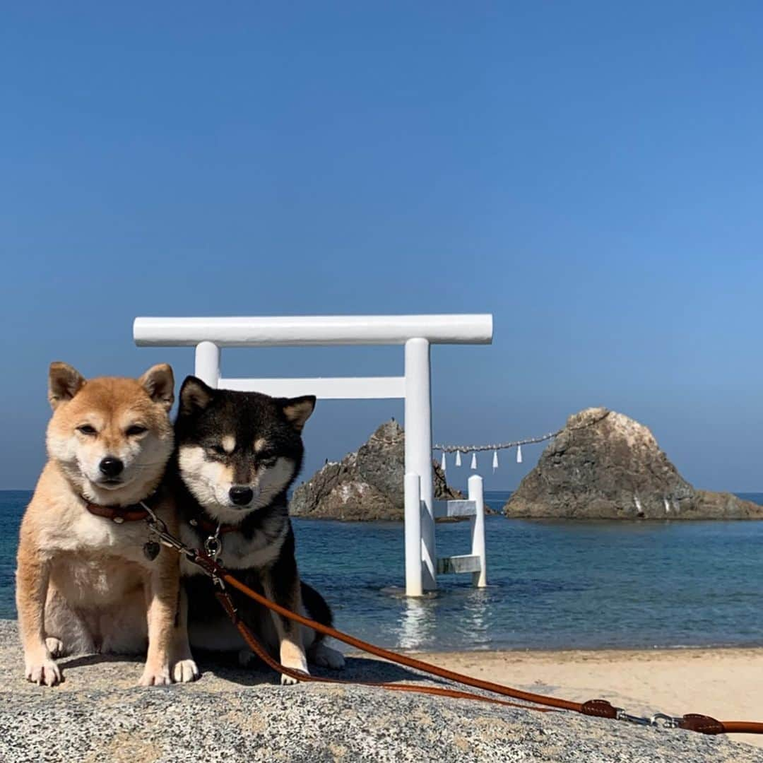 豆柴なつ&ふゆさんのインスタグラム写真 - (豆柴なつ&ふゆInstagram)「We go to Fukuoka😆💓 福岡の糸島市と門司港に行きました😆💓 #旅行 #travel #九州旅行 #犬連れ旅行 #糸島 #福岡　#門司港レトロ  #fukuoka#シバフル #わんダフォ #shibamania  #柴犬ライフ#pecoいぬ部 #shiba_snap  #instashiba#cutedogs  #柴犬#shiba #shibainu #shibastagram #いぬすたぐらむ #pecoいぬ部 #犬バカ部 #shibainumag_feature #instafollow #dogoftheday  #🐕📷 #theshibasociety  #柴#proudshibas  #柴犬マニア」2月15日 22時16分 - mameshiba.natsuinu56