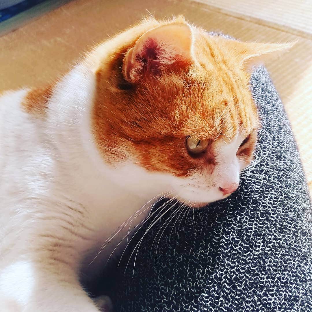 高口里純さんのインスタグラム写真 - (高口里純Instagram)「膝の上のシャアさん😽  #猫#猫白血病キャリア #猫エイズキャリア #保護猫#ねこすたぐらむ  #cat#catstagram」2月15日 22時26分 - takaguchijay