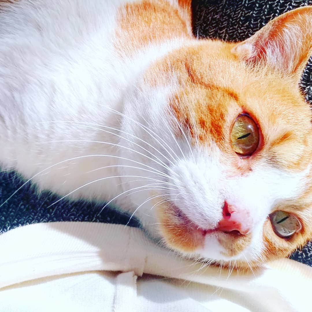 高口里純さんのインスタグラム写真 - (高口里純Instagram)「膝の上のシャアさん😽  #猫#猫白血病キャリア #猫エイズキャリア #保護猫#ねこすたぐらむ  #cat#catstagram」2月15日 22時26分 - takaguchijay