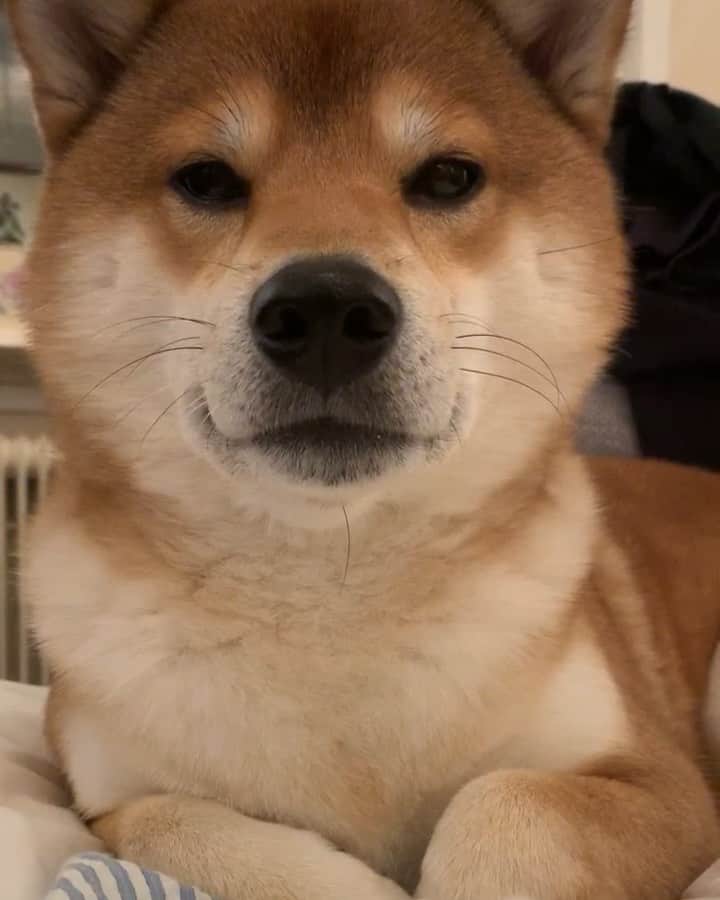 ?Fricko the Shiba Inu?のインスタグラム：「Hold my paw hooman!😎 🐾 🐾 🐾 #Fricko #🐶 #☀️ #shiba #shibainu #dog #柴犬 #赤柴  #adorable #shibalovers #shibaholics  #dogoftheday  #weeklyfluff #aww #dogstagram  #dogscorner #puppiesofinstagram #shibapuppy」