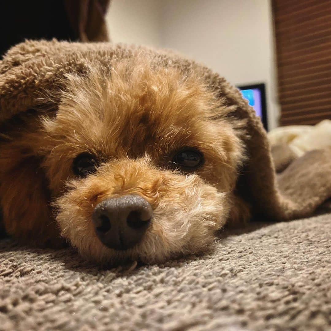 石川龍のインスタグラム：「リラックス。 ・ #まめきち #トイプードル #トイプードル女の子 #mamekichi  #toypoodle  #toypoodlegram #toypoodlelife #toypoodles」