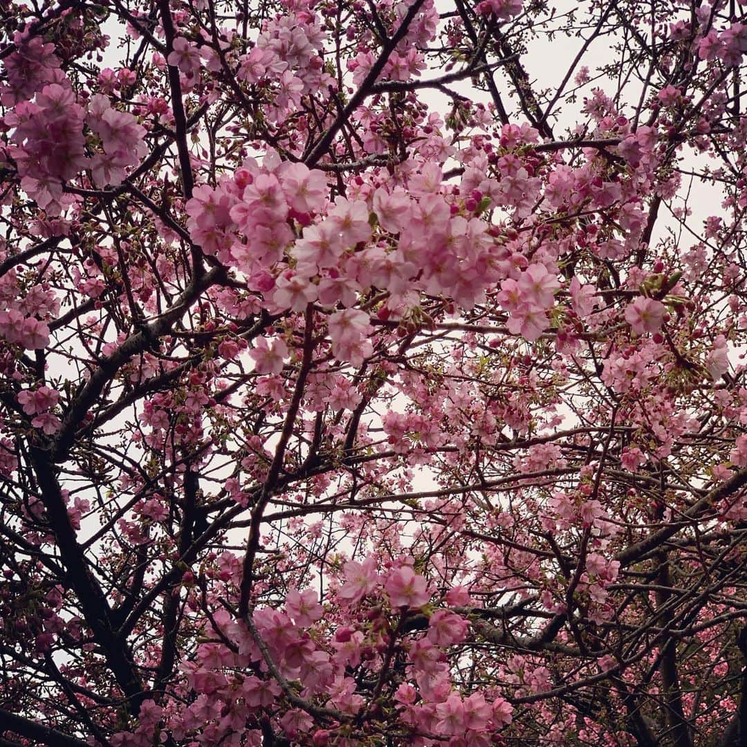 森なな子さんのインスタグラム写真 - (森なな子Instagram)「#河津桜 #kawazuzakura」2月15日 23時00分 - nanako.m1988