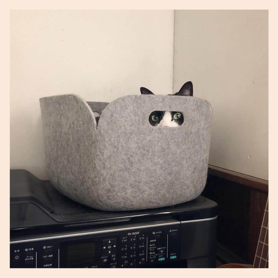 パンといっぴきのインスタグラム：「#元保護猫 #白黒猫 #ハチワレ #blackandwhitecat #tuxedocat #muuto #restorebasket」
