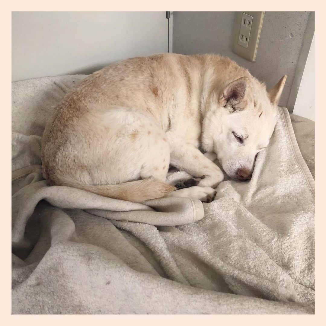 パンといっぴきのインスタグラム：「#雑種犬 #元保護犬 #眠る犬 #crossbreed #mixdog #sleepingdog」