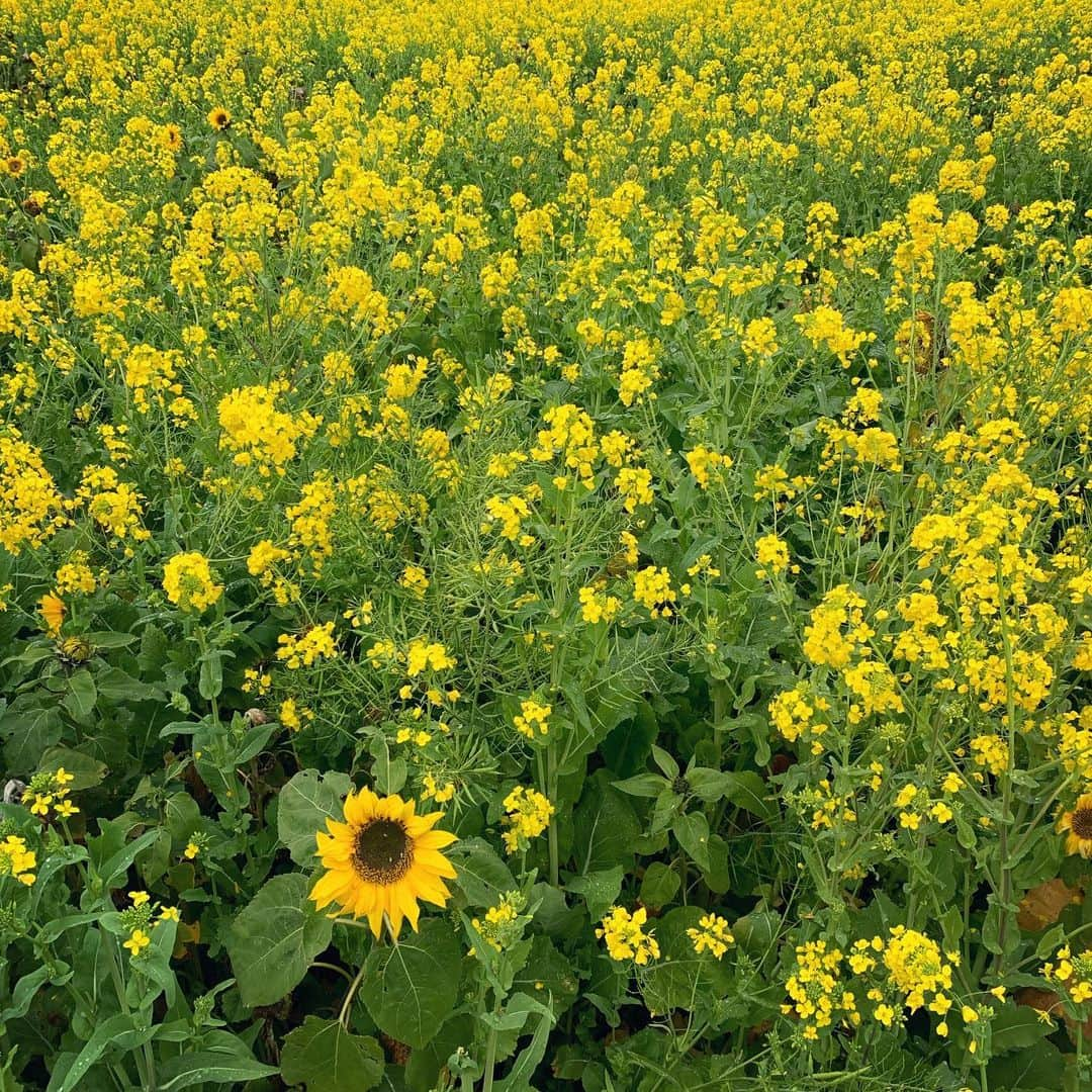 森なな子さんのインスタグラム写真 - (森なな子Instagram)「菜の花に紛れて🌻 #菜の花 #菜の花畑 #flowers」2月15日 23時03分 - nanako.m1988