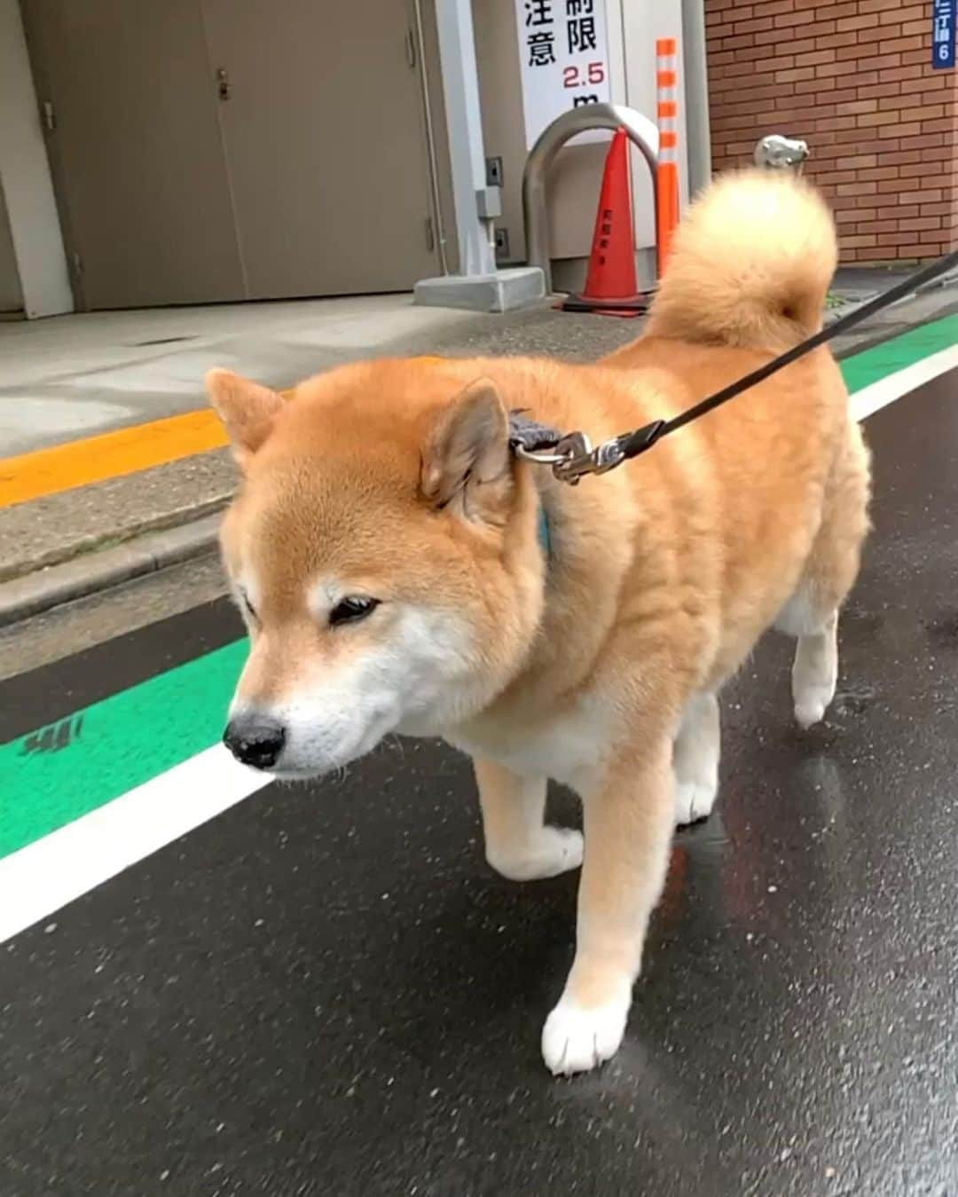 まる（まるたろう）さんのインスタグラム写真 - (まる（まるたろう）Instagram)「It’s rainy morning ✨🐶☔️✨今日は雨降りだね〜 #全部よけたけど #素早い動きで #パパはびしょ濡れ #素早く無いから #雨は全部よける派」2月16日 10時14分 - marutaro