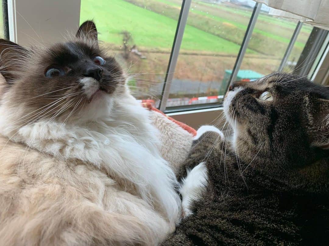 takegaeruのインスタグラム：「おはにゃ！ 今朝もベッドはみっちみち😚 #cat #猫 #ragdoll #ラグドール #ホワイトポッチーズ #よもねこ #よもぎねこ #キジトラ #きじとら」