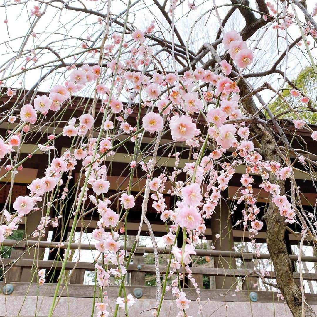 野中藍さんのインスタグラム写真 - (野中藍Instagram)「梅かな？桜かなー？？ とっても綺麗でしたので撮ってみました✨ 春はそこまで来ていますね🌸 お休みの日はベビースイミングに行っています👦🏻 飛び込みの練習もするのですが、うちの子は後ろを向いてそっと降ります（笑） どうやら慎重派のようです☺️ ・ ・ #cherryblossom #plumblossom #spring #japanesegarden #holiday」2月16日 9時37分 - ai_nonaka