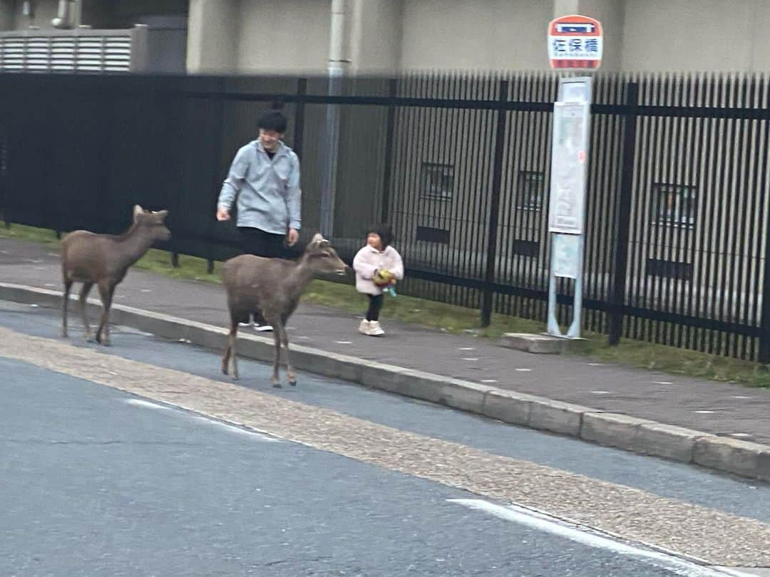 河瀬直美さんのインスタグラム写真 - (河瀬直美Instagram)「ああ やっぱり奈良はええなぁ🦌 This is Nara!! I love it.  #お家の近所 #ほっ #ただいま #cerf  #accueil #voisine  #home  #deer」2月16日 10時12分 - naomi.kawase