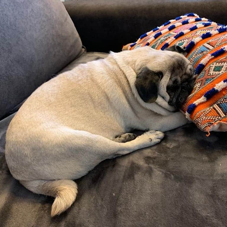 Nikitaさんのインスタグラム写真 - (NikitaInstagram)「#pug nikita # sábado relax#😘😘😘😘」2月16日 1時37分 - pug_nikita