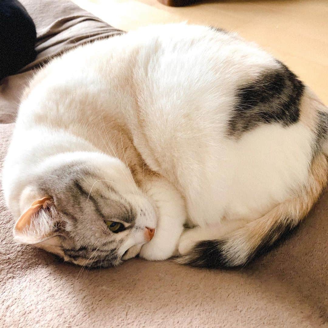 Natsukiさんのインスタグラム写真 - (NatsukiInstagram)「やけにコンパクトにまとまってた(笑)  少ししたら伸びてたけども(o´罒`o)  #cat  #scottishfold  #猫のいる暮らし」2月16日 1時42分 - milky517