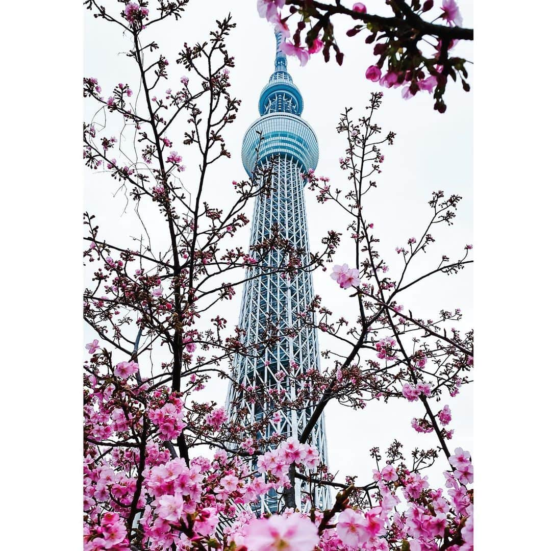 Lisaのインスタグラム：「Spring is just around the corner 🌸 2020.2.15 春はもう近い ... #春 #さくら #東京 #スカイツリー #spring #view #tokyo #sakura #blossom #flower #japan #skytree」