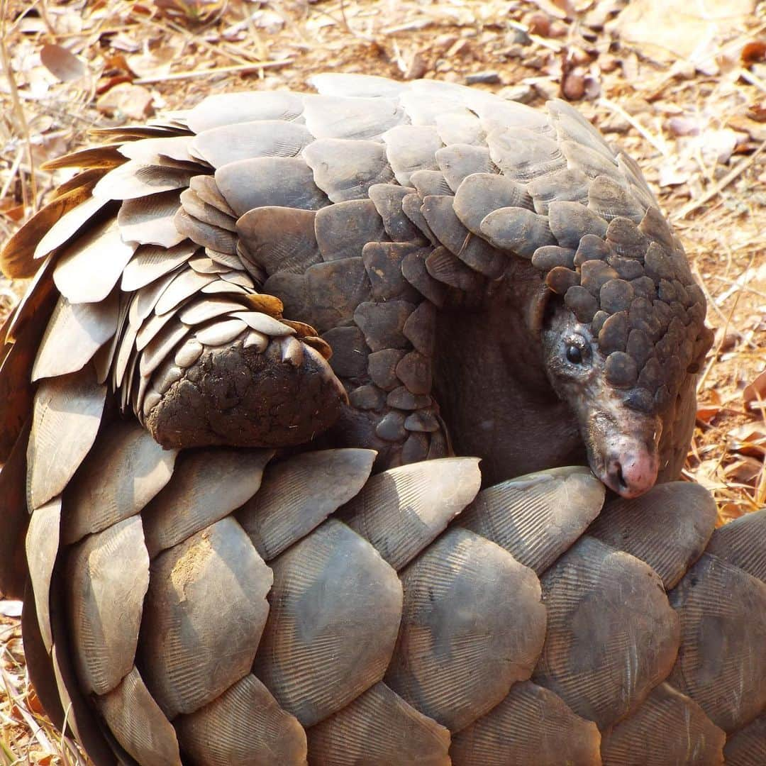 レオナルド・ディカプリオさんのインスタグラム写真 - (レオナルド・ディカプリオInstagram)「A pangolin’s natural defense is to roll into a ball when threatened, which is why they’re such easy targets for wildlife traffickers. Today on #WorldPangolinDay, I'm supporting the @PangolinCrisis team with their #RollWithUs campaign to protect these gentle creatures from the trafficking crisis that is putting them at risk of extinction. Share this post to help raise awareness for pangolins and follow @PangolinCrisis for more information.」2月16日 2時02分 - leonardodicaprio