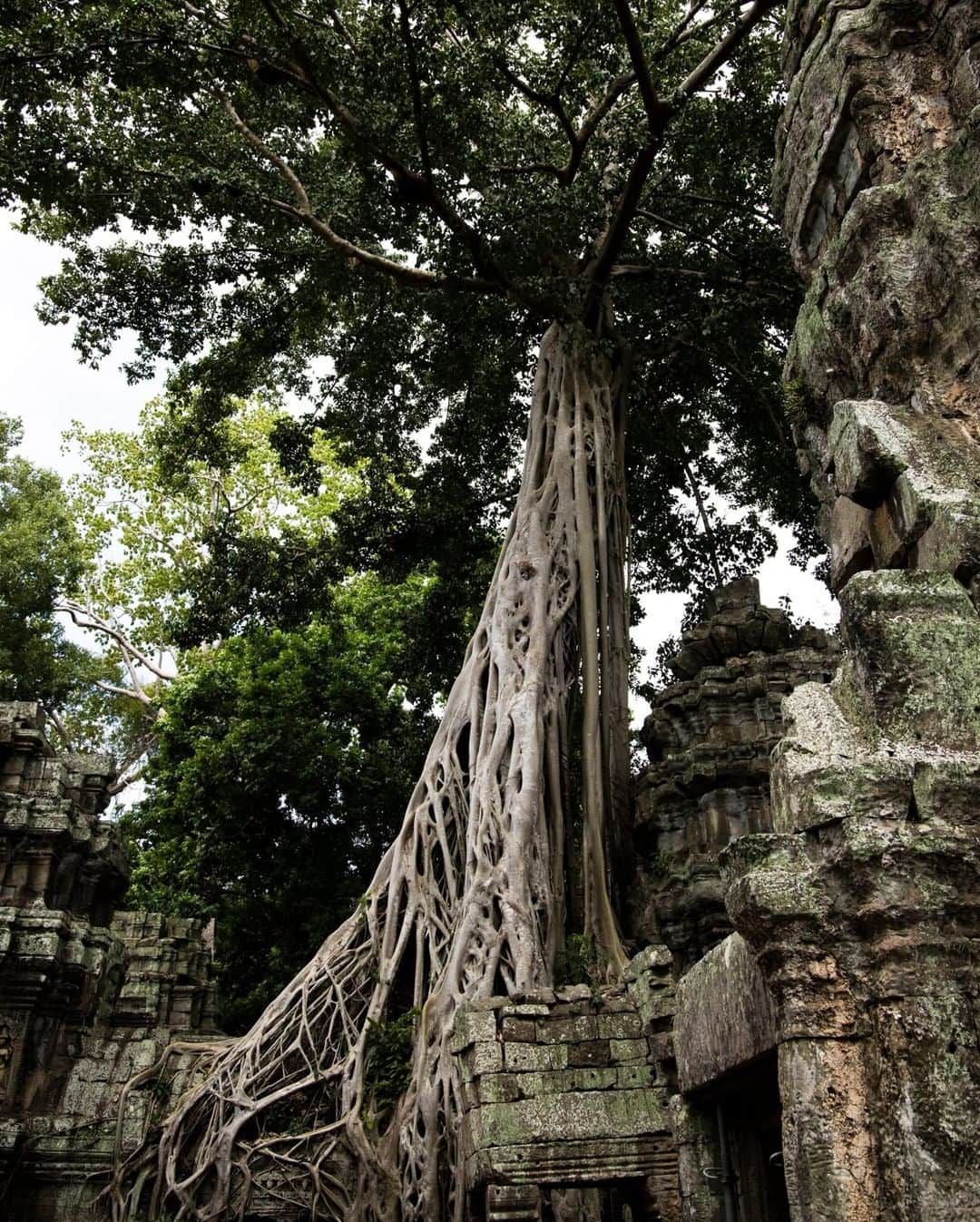National Geographic Travelさんのインスタグラム写真 - (National Geographic TravelInstagram)「Photo by @krystlejwright | Nicknamed the “Tomb Raider temple,” Ta Prohm has become one of the most popular sites among the iconic temples of Angkor in Cambodia. Even among the crowds, it’s still worth the visit. The atmosphere is unique, as it feels as if the jungle has swallowed the temple, such as with this towering strangler fig that’s weaving its roots throughout the ancient structures.」2月16日 2時06分 - natgeotravel