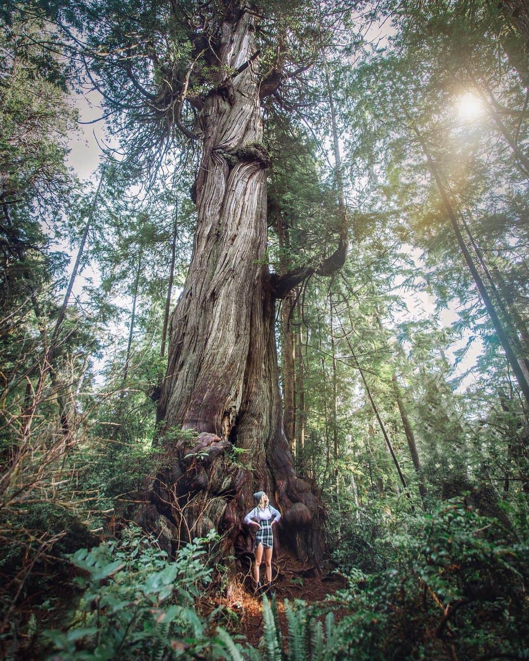 サラ・ジーン・アンダーウッドさんのインスタグラム写真 - (サラ・ジーン・アンダーウッドInstagram)「Check these giants out 😳🌲outfit from @fashionnova fashionnovapartner. Also, why am I always living up to my last name? . Top “I see you looking shirt” Skirt “Give me you skirt” . #novababe #ootd #winterfashion #washington #treesofinstagram #fashion」2月16日 3時46分 - saraunderwood