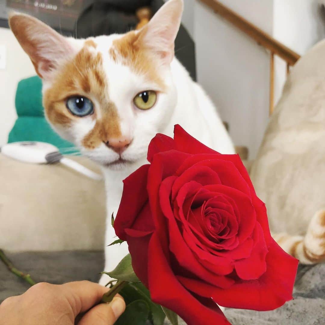Richard Kittyのインスタグラム：「Richard will be your belated Valentine 😻❤️🥀」