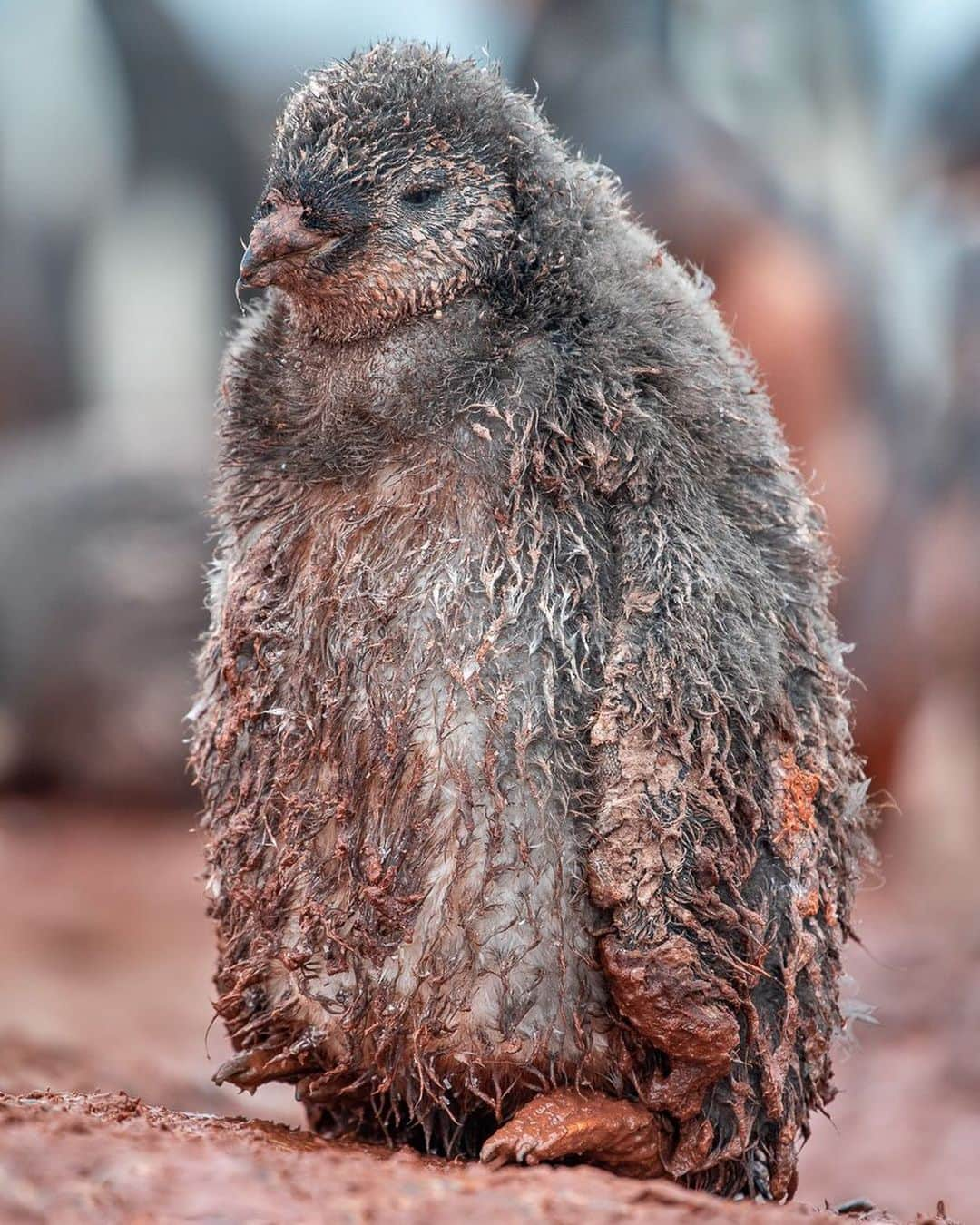 ナショナルジオグラフィックさんのインスタグラム写真 - (ナショナルジオグラフィックInstagram)「Photos by @franslanting | Last week Antartica posted the hottest temperatures ever recorded there, with Seymour Island reaching more than 20 degrees Celsius (69°F). I felt that heat myself, because I was at work in an Adélie penguin colony not far away, on the Antarctic Peninsula, where chicks were standing caked in mud. As temperatures rise, snow and ice give way to rain and mud, and chicks lose their insulation when their down gets mucked up. Penguins have a hard time coping with the new realities caused by climate chaos. They are canaries in a global coal mine, but will we get the message in time for us to turn things around for their sake and ours? Follow us @FransLanting and Christine Eckstrom for more stories from the front lines of a changing planet. @ThePhotoSociety #Antarctica #Penguins #ClimateChange #GlobalWarming #SaveThePlanet」2月16日 4時37分 - natgeo