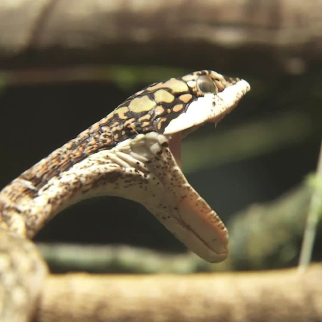 San Diego Zooのインスタグラム