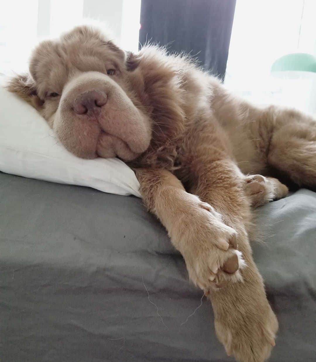 Tonkey Bearのインスタグラム：「Just came back from a longer than usual walk in the snow and found it oddly quiet in the house. Found Tonkey in our bed like this😭🤣 . As you know from our stories Tonkey's been struggling with a few health issues and her appetite has been affected as a result. We've been working to get her feeling herself again and briefly shared how much @woofly.ca has helped us💕. If you live in Alberta and Saskatchewan they've just launched their presale website (link in bio). If you have a picky eater, a pup with dietary restrictions/food allergies, or just want to spoil your floofs with gourmet meals they'll love, sign up while you get your first two weeks 50% off. Tonkey's on the pork recipe and is loving life🐻💕. This is not a paid promotion at all but a shoutout to a local company who is offering a product I've never had access to before and is working for us. Check out their insta because their full website launches March 1st!」