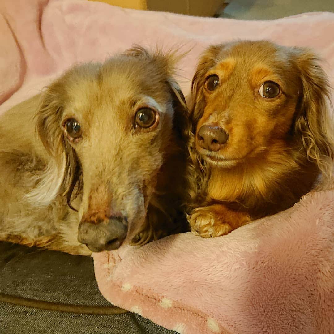 くるみんのインスタグラム：「* 可愛いなぁ💓 仲良しだなぁ💓 * #ミニチュアダックスフンド #ミニチュアダックスフント #ミニチュアダックス #イザベラタン #イザベラ #カニンヘンダックスフント #カニンヘン #カニンヘンダックス #カニンヘンダックスフンド #チョコタンダックス #チョコタン #ダックス多頭飼い #ダックスフント #ダックスフンドカニンヘン #ダックス部 #ダックス大好き #ダックスフンド #ダックス #わんこなしでは生きていけません会 #いぬばか部 #いぬすたぐらむ #短足部 #all_dog_japan #east_dog_japan #instagramdog #instadachs #kyounodachs #todayswanko #7pets_1day #仲良し姉妹」