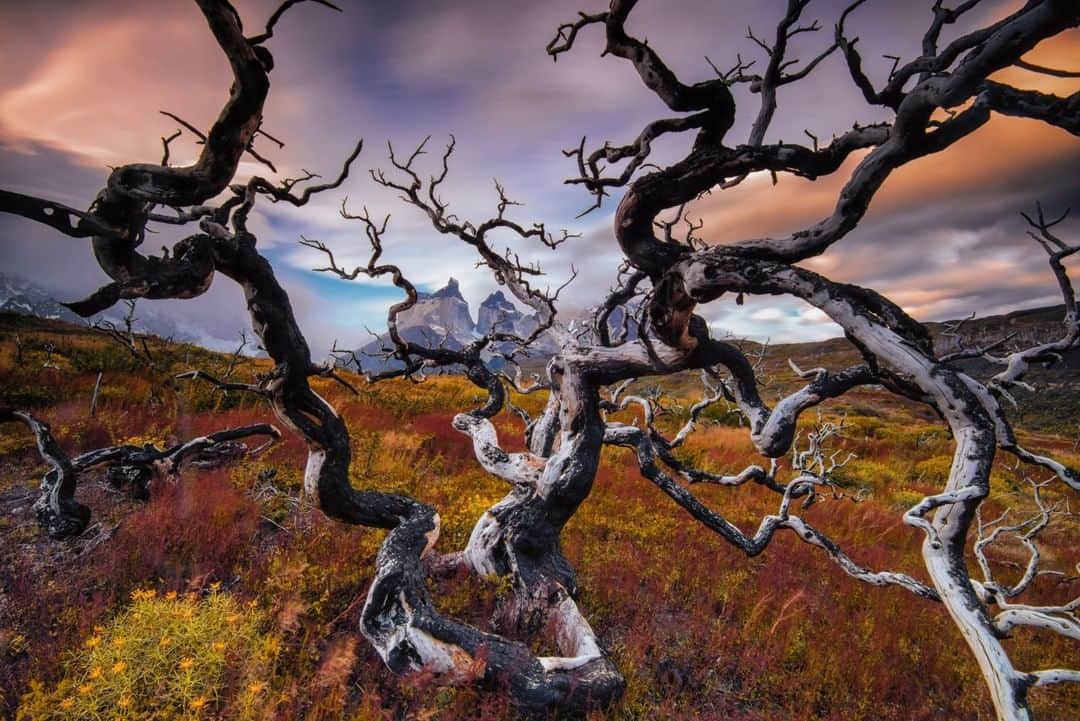 のインスタグラム：「Photo by Keith Ladzinski @ladzinski | A scorched tree, gnarled and twisted by the wind, frames the Cuernos of Torres del Paine National Park. This tree was burned during a fire accidentally started by a tourist in 2005, a blaze that went on to consume roughly 1/7th of the park. The high winds of Patagonia are notorious, making fire danger a serious threat if one breaks out.」