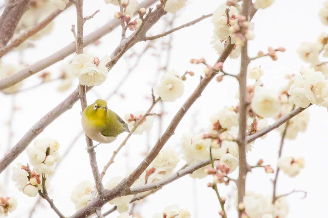 滋賀県長浜市さんのインスタグラム写真 - (滋賀県長浜市Instagram)「豊公園の梅に今年もメジロたちの姿が👀✨ すでに見頃を迎え始めた木もあり、甘い梅の香りが漂っています☺️ ぜひお越しください✌️ #長浜ちょぴっく #みんなでちょぴっく #しがトコ #japan #shiga #team_jp_ #icu_japan #ig_nihon #IGersJP #wu_Japan #60sistercityaan #lovers_nippon #instagramjapan #instagramers #ig_worldclub #we_japan #ig_japan #japanawaits #daily_photo_jpn #japan_of_insta #東京カメラ部 #みんなのちょぴっく #滋賀写真部 #メジロ #ウメジロー #滋賀 #春 #豊公園 #写真好きな人と繋がりたい #はなまっぷ」2月16日 18時06分 - nagahama_city